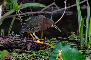 Heron, Green, 2015-01140420 Everglades NP, FL